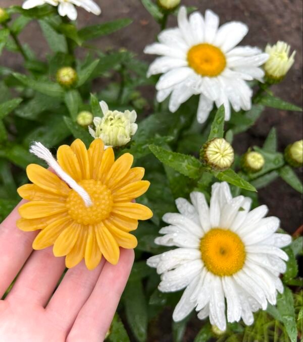 Beeswax Daisy Candles